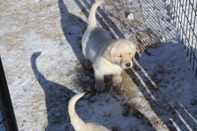 Jessie S Winter 2024 Puppies   IMG 8927.JPG